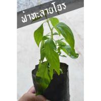 ราคา ฟ้าทะลายโจร ไม่มีแห้งใช้สดเลย ปลูกง่าย ใบดก รากเดินพร้อมปลูก (8483599851)