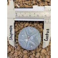 ราคา Lophophora fricii สายเต้า (11553000501)