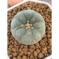 ราคา Lophophora fricii yatagai ไม้เมล็ด (10770870811)