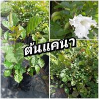 ราคา ต้นแคนา ชุด 3 ต้น (28718515363)