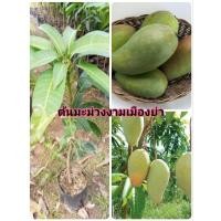 ราคา ต้นมะม่วงเขียวใหญ่ หรือ มะม่วงงามเมืองย่า(เสียบยอดสูง60เซ็นขึ้น)เป็นมะม่วงมีผลขนาดใหญ่มาก รสชาติอร่อย ตรงปก เคลมฟรี (29859331579)