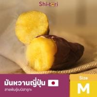 ราคา ShiTori | มันหวานญี่ปุ่น เบนิฮารุกะ Size M แพ็ค 500G. / 1Kg / 2Kg / 3Kg (7237622703)
