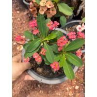 ราคา ต้นโป๊ยเซียนแคระ ไม้มงคล สีสวย (25793961689)