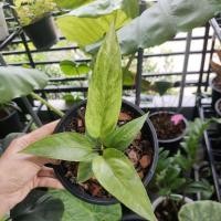 ราคา โชคเก้าชั้นด่าง ด่างชัดๆ ด่างเหลือง สวยมาก (10112709990)