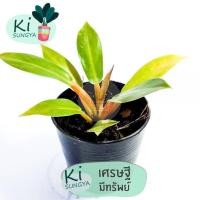 ราคา ต้นเศรษฐีมีทรัพย์ ต้นไม้มงคล ต้นไม้จิ๋ว (17501291576)