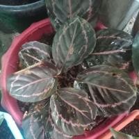 ราคา ต้นคล้านกยูงแดง/ไม้ประดับ/ไม้มงคล (3543803439)