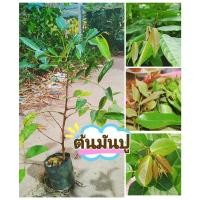 ราคา ต้นมันปู,ผักมันปูชำกิ่ง ผักสวนครัวทานยอด ปลอดสารเคมี ต้นเเข็งเเรงพร้อมปลูก สินค้าเสียหายยินดีเคลมฟรี (29620447235)