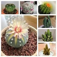 ราคา Cactus Seeds เมล็ดแคคตัส แคคตัสหายาก แคคตัส แคคตัสสวยๆถูกๆ แคคตัสราคาถูก เมล็ดพันธุ์ ไม้ประดับ ต้นบอนสี ต้นไม้ (10063715887)