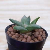 ราคา อริโอคาปัส - Ariocarpus Retusus (8975096659)