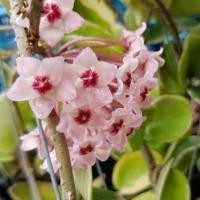 ราคา ต้นโฮย่าคาโนซ่า/แปดลักยิ้ม /ใบเกลียว ไม้รำไร ดอกสีชมพู (2079652221)