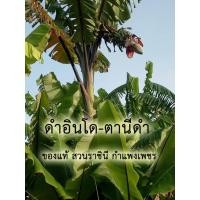 ราคา (1หน่อ) หน่อกล้วยตานีดำ หน่อกล้วยดำอินโด กล้วยสีดำทั้งต้น ปลูกหน้าบ้านน่าเกรงขาม สวยเด่นเป็นสง่า แปลกตาผู้พบเห็น (20752282133)