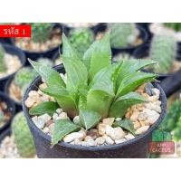 ราคา ฮาโวเทีย (Haworthia reticulate) ไม้อวบน้ำ กุหลาบหิน กระบองเพชร แคคตัส (9851502743)
