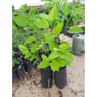 ราคา ต้นหม่อน ต้นมัลเบอร์รี่ (5136676526)