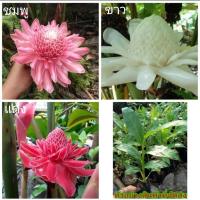 ราคา จำหน่าย ต้นพันธุ์ ดอก ต้น ดาหลา ดอกดาหลา มี3สีให้เลือก ต้นดาหลา ดอกดาหลา หน่อดาหลา หง้าดาหลา สี แดง ชมพู ขาว กชกร Sao (8948227597)
