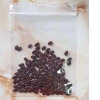 ราคา เมล็ดกระถิน กระถินบ้าน 150 เมล็ด (5447639290)