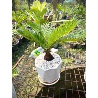 ราคา ปรงญี่ปุ่น (จัดส่งพร้อมกระถาง) (8907833306)