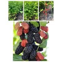 ราคา ต้นมัลเบอรี่หรือต้นหม่อน สูง40-70ซม (29864140041)