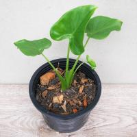 ราคา ต้นนางกวัก กวักเงินกวักทอง ว่านมงคล (ขายหน่อ) (10820695770)