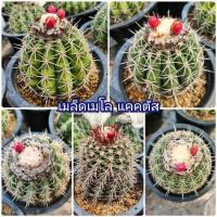 ราคา เมล็ด เมโล แคคตัส 1 หลอด ได้150เมล็ด+++ (23674788131)