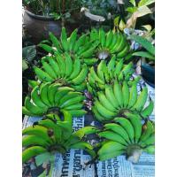 ราคา หน่อกล้วยเล็บมือนาง ปลูกง่าย ทนแล้ง (20192954258)