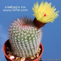 ราคา แคคตัส โนโตแคคตัส สโคปา Notocactus Scopa (4257125514)