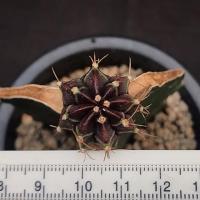 ราคา ยิมโนด่างม่วงไม้กราฟ (5306949368)