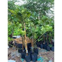 ราคา ส้มโอทับทิมสยาม(กิ่งตอน)มี60-80และ90-100 เซ็นติเมตร (29600137529)