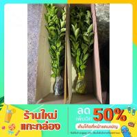 ราคา กิ่งพันธุ์มะนาวแป้นพวงบ้านแพ้ว เปลือกบาง ลูกดก (9972070969)
