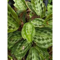 ราคา ว่านนกคุ้ม หัวละ 35 บาท ส่งแบบหัว ว่านนกคุ้มเป็นไม้มงคล สำหรับปกป้องคุ้มภัยอันตรายให้แก่ผู้ปลูกและครอบครัว (28780946143)