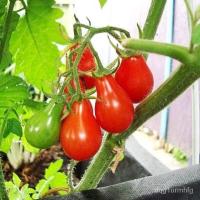 ราคา （เมล็ด）การ งอกเทศ ลูกแพร์แดง (Red Pear Tomato Seed) บรรจุ 10 เมล็ด/งอก ปลูก/งอก เมล็ด การ (20078815461)