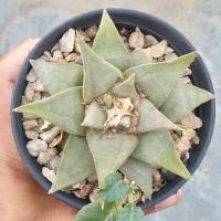 ราคา ต้นกระบองเพชร ต้นอริโอคาร์ปัส Ariocarpus retusus. #cactus #แคคตัส #กระบองเพชร #Ariocarpus (11316943465)