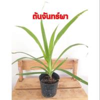 ราคา ต้นจันทร์ผา ไม้ประดับ (6230331626)