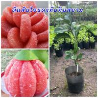 ราคา ต้นส้มโอแดงทับทิมสยาม ต้นพันธุ์เสียบยอด ขนาดต้น 40ซม. เนื้อข้างในสีแดงรสชาติหวานอร่อย (27918820674)