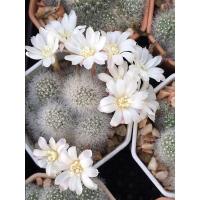 ราคา รีบูเทียดอกสีขาว กระถาง2 นิ้ว (16739790182)