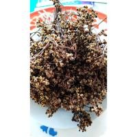 ราคา เมล็ดมะแขว่น ซองละ 29 บาท เมล็ดมะแขว่นสำหรับปลูก 1ซองประมาณ 200เมล็ด เมล็ดสีดำ เครืองเทศอาหารเหนือ (19282172588)