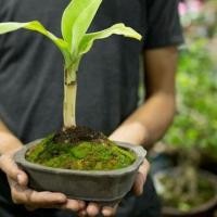 ราคา ต้นกล้วยแคระ ต้นกล้วย กล้วยหอม กล้วยจิ๋ว ต้นไม้ที่ปลูกในห้องได้ ลำต้นสูง 20 ซม (4794650532)