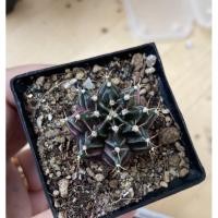 ราคา ❌ยิมโนด่างม่วงชมพู ด่างไล่ครบทุกพูสีสวยแคคตัส กระบองเพชร (13321202001)