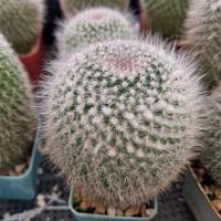 ราคา แมมแม่เฒ่า แคคตัสแม่เฒ่า (22834065718)