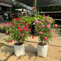 ราคา ต้นกุหลาบหนูแคระฮอนแลนด์ ดอกสีแดง ดอกสีชมพู มีพร้อมดอกทุกต้น ฟอร์มพุ่มสวย พร้อมส่ง (25526143287)