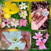 ราคา หัวบัวดิน หรือบัวสวรรค์ คละสี คละ​ไซส์​(ชมพู,ขาว,เหลือง​)ชุด​ละ​20หัว (2487123708)