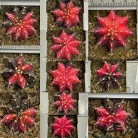 ราคา ยิมโนด่างไม้เมล็ด ยิมโนด่าง Gymno แคคตัส กระบองเพชร Cactus (9328974346)