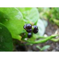 ราคา ต้นพันธุ์ ผักปลังเขียว ผักปลังยอดใหญ่ ถุงดำ 29 บาท พร้อมปลูก ผักปลังขาว ผักปลัง ใบสีเขียว ผักปัง ผักปรัง ผักปั๋ง (27874662671)