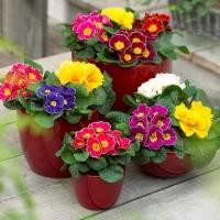 ราคา 100 เมล็ด/ซอง พริมโรส Primula Seeds เมล็ดพันธุ์ บอนสี เมล็ดพันธุ์ เมล็ด ต้นบอนสี ต้นไม้มงคล ต้นไม้มงคลสวยๆ Flower Seeds (13736572265)