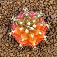 ราคา T-Rexลูกทีเร็กซ์-ซีเปียด่างไม้เมล็ดขนาด4.0Cmฟอร์มแป้นสวย (27471776902)