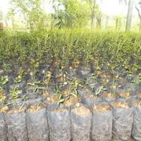 ราคา ต้นกล้าผักหวานป่า พร้อมปลูก (4943002976)