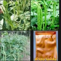 ราคา (50-60เมล็ด) เมล็ด เมล็ดถั่วฝักยาว ถั่วฝักยาว ไร้ค้าง พันธุ์ดก ดก ผลดก ไม่ต้องทำค้าง ไม่ต้องทำซุ้ม ถั่วพุ่ม happy (15672946723)