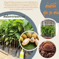 ราคา ต้นโกโก้​พันธุ์​ชุมพร​1​ ไซต์​ใหม่​ 30-40ซม. (1ชุด=15ต้น) (5582166479)