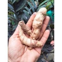 ราคา ว่านพญาว่าน 1เหง้า(ป้องกันและแก้)ใช้คุมว่านตัวอื่นๆ พญาว่าน (25266362666)