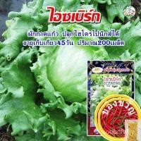 ราคา เมล็ดผักกาดแก้ว ไอซเบิร์ก Iceberg ปริมาณ400เมล็ด เมล็ดผักสลัด เมล็ดพันธุ์ผัก ตราภูเขาทองed XF9V (21074152355)