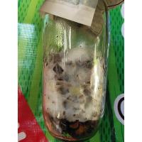 ราคา เชื้อเห็ดเยื่อไผ่สายพันธุ์ไทยใช้หยอดกับก้อนเชื้อเห็ด1ขวด (20784945851)